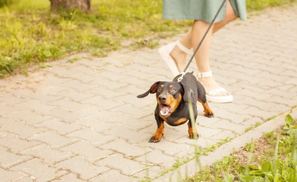 Dachshund passeando com coleira e latindo