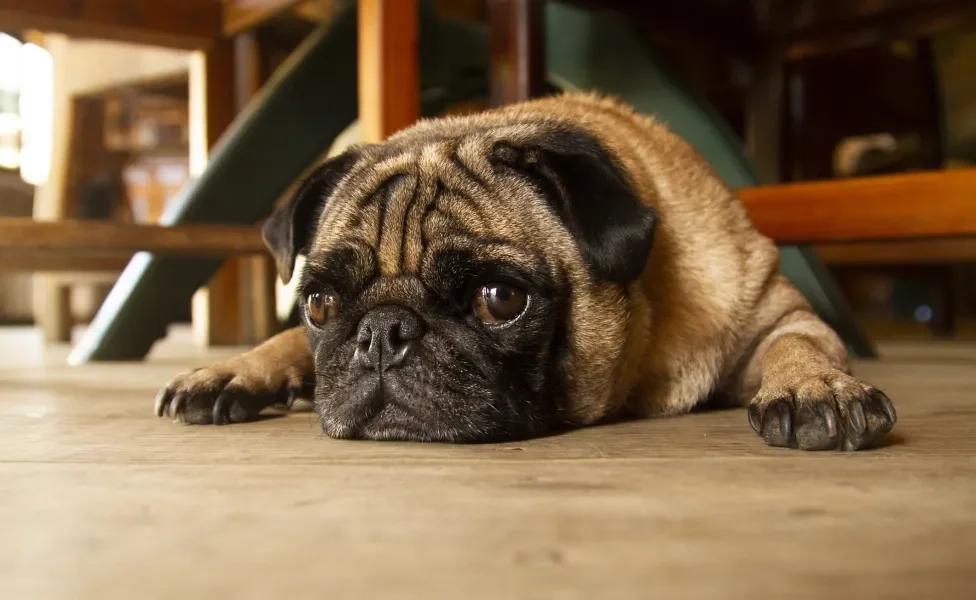 Pug deitado no chão com carinha triste