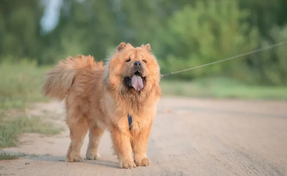 Chow Chow ao ar livre usando coleira para passeio