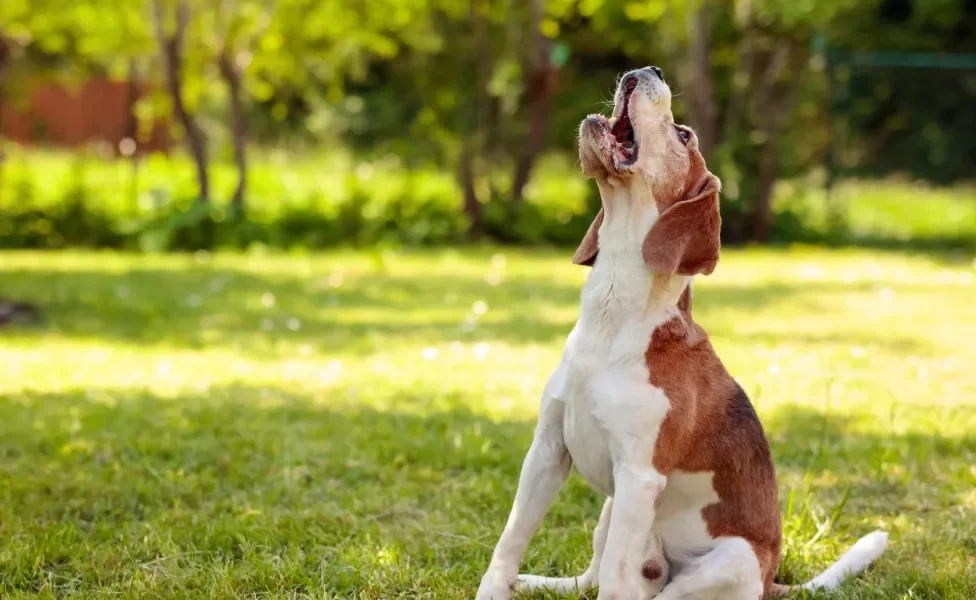 cachorro Beagle sentado ao ar livre latindo com o rosto virado para cima