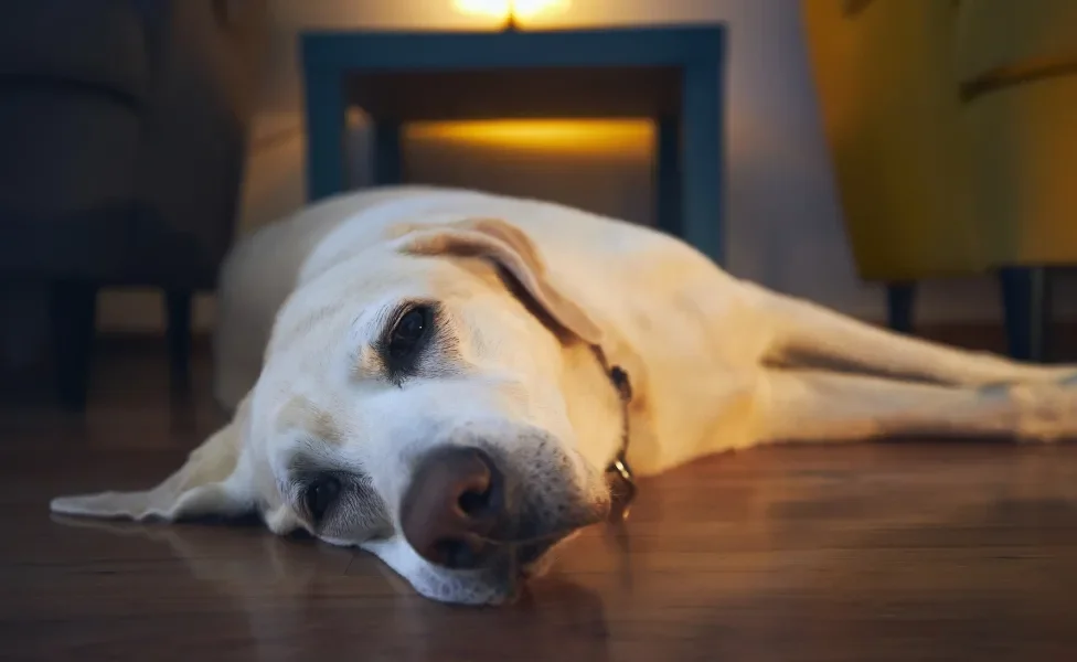 cachorro com câncer deitado em chão