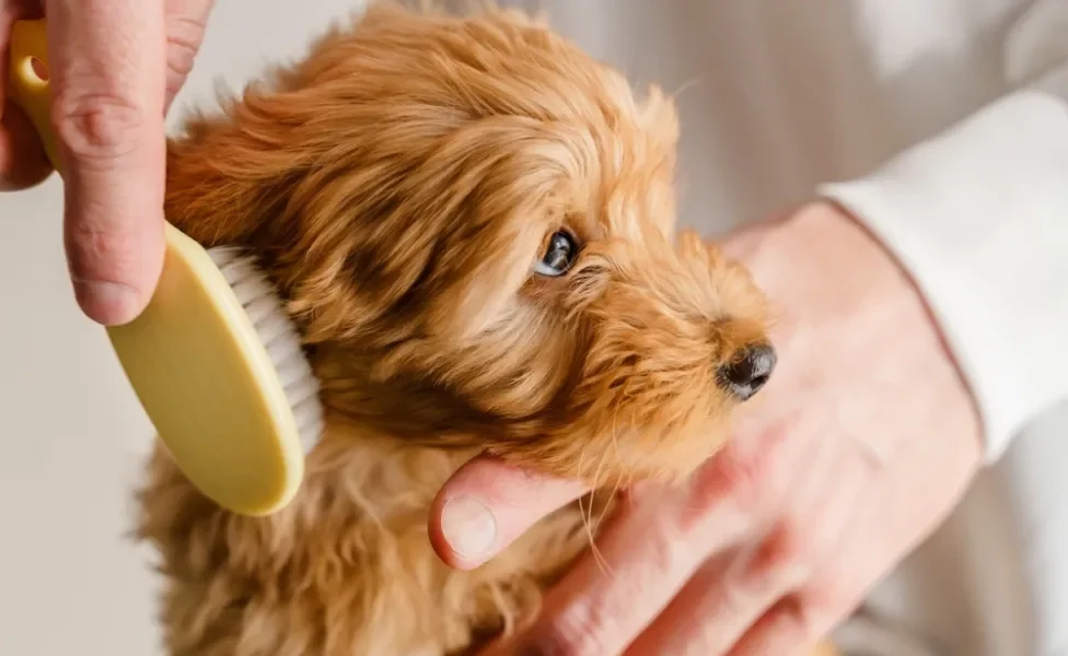 cachorro com caspa: pessoa escovando pelo de cachorro