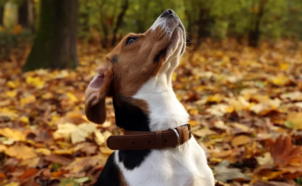 cachorro com caxumba olhando para cima