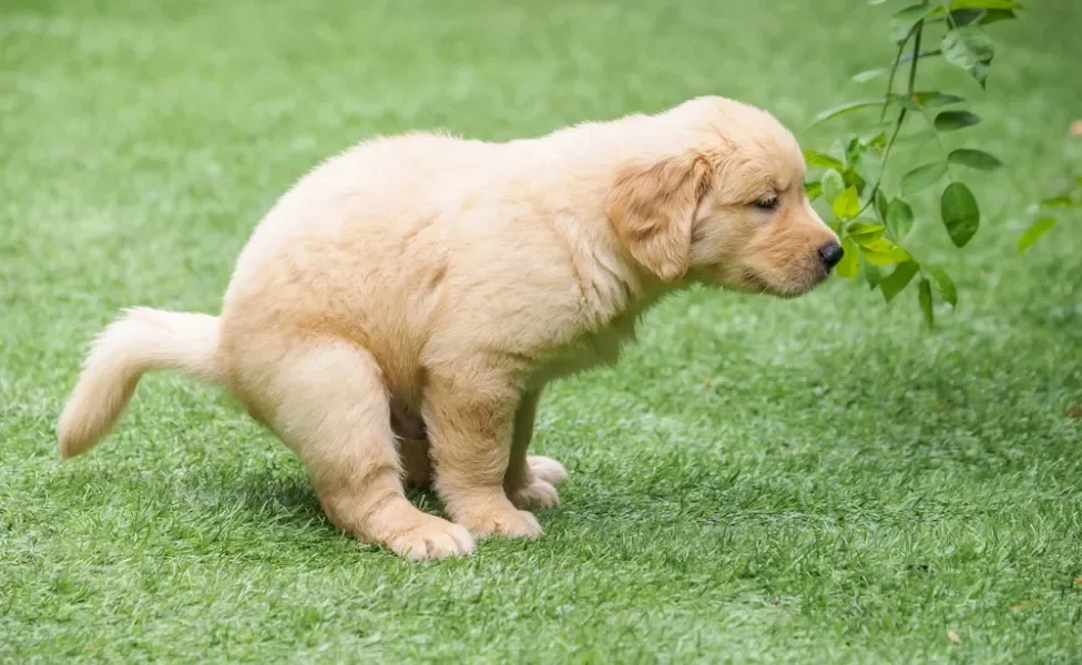 cachorro com diarreia fazendo as necessidades ao ar livre