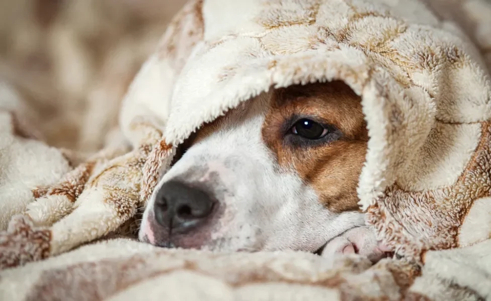 cachorro com dor de cabeça embaixo de edredom