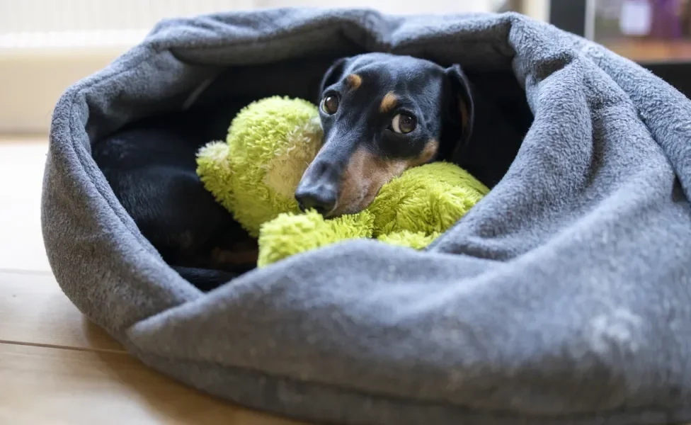 cachorro Dachshund deitado dentro de caminha para cachorro