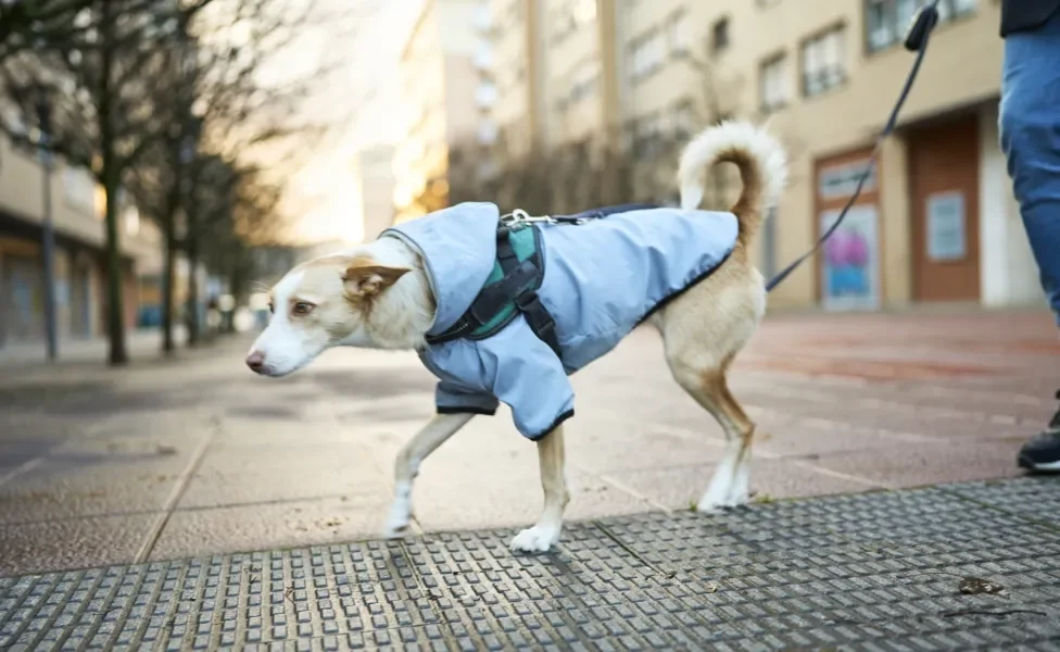 cachorro com frio passeando de casaco 