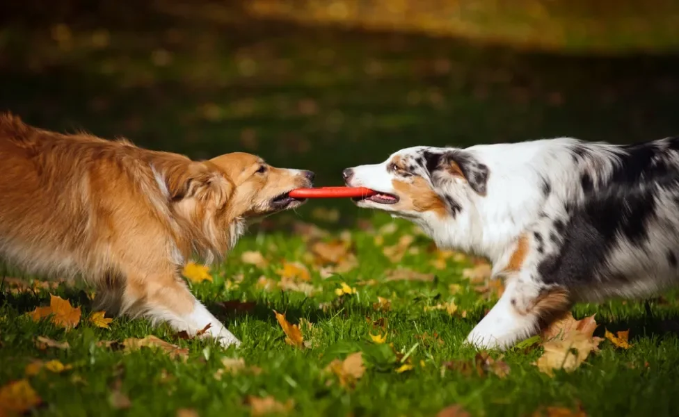 cachorro com intestino perfurado: dois cães brincando com brinquedo