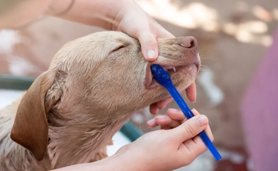 humano escovando dente de cachorro com uma escova para cachorro