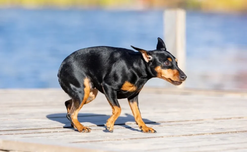 cachorro com medo e com rabo entre as pernas