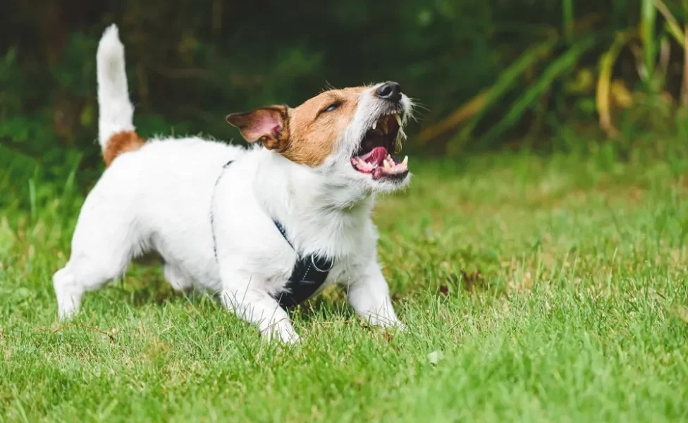 cachorro com pelo arrepiado latindo