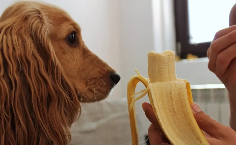 cachorro com prisão de ventre comendo banana