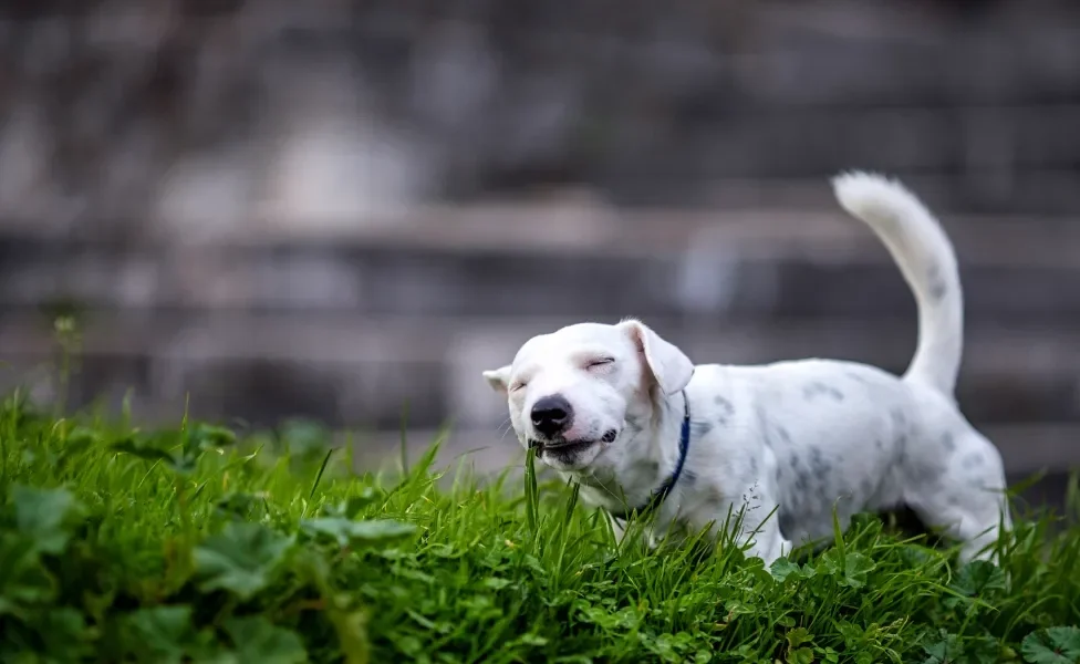 cachorro comendo grama