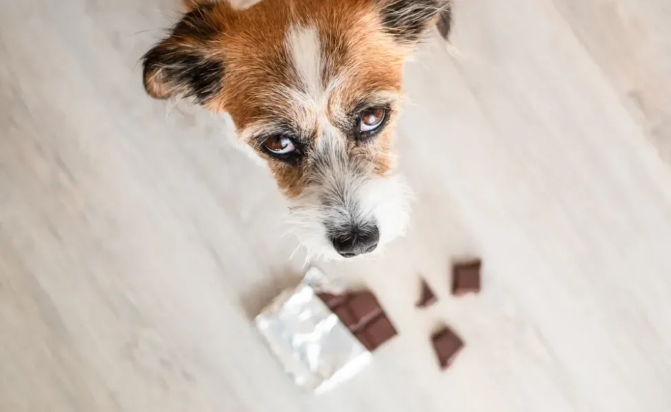 meu cachorro comeu chocolate: cão perto de barra de chocolate mordida