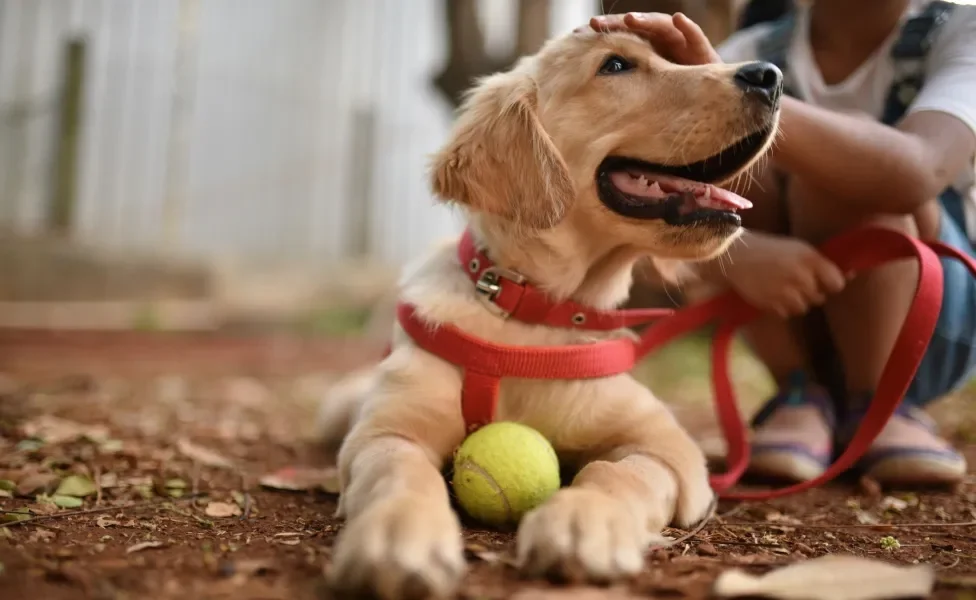 golden retriever no parque deitado com bolinha para cachorro recebendo carinho