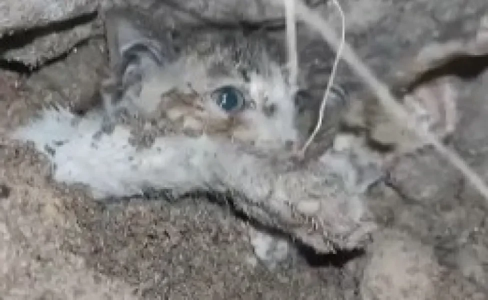 gato filhote soterrado em terra