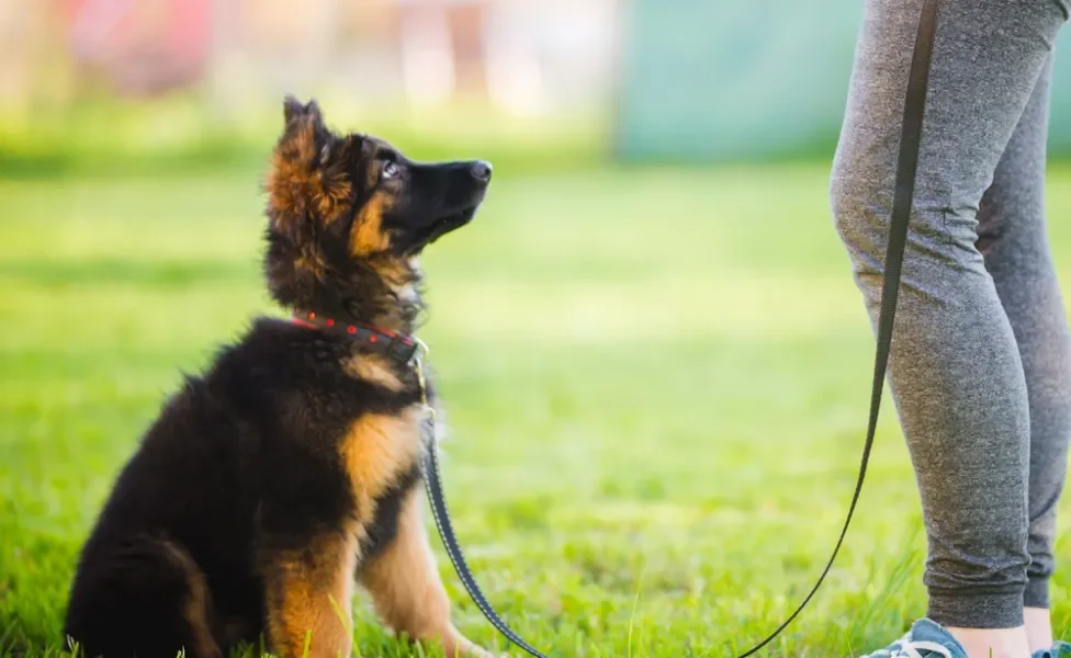 cachorro dominante sendo adestrado