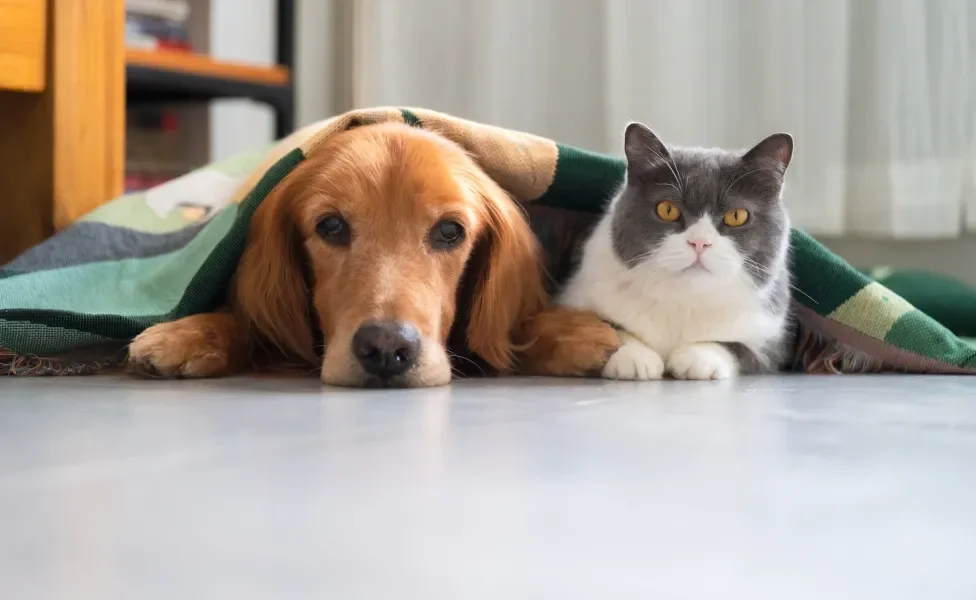 cachorro e gato lado a lado