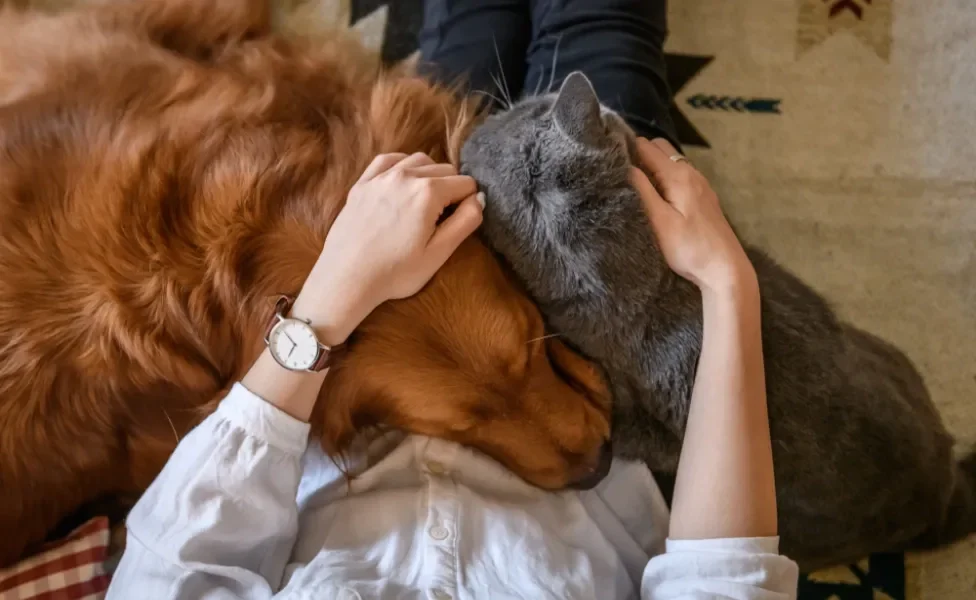 cachorro e gato deitados no colo de mulher