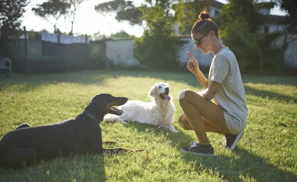 mulher adestrando dois cachorros ao ar livre