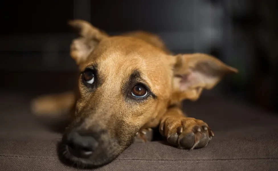 cachorro filhote deitado em sofá