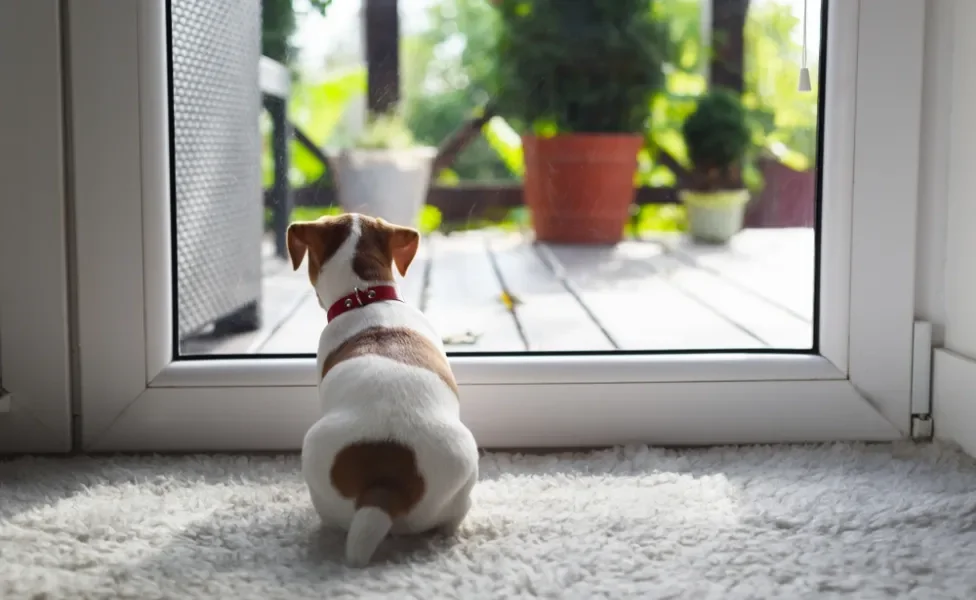 cachorro fugindo: cão olhando para a porta de vidro