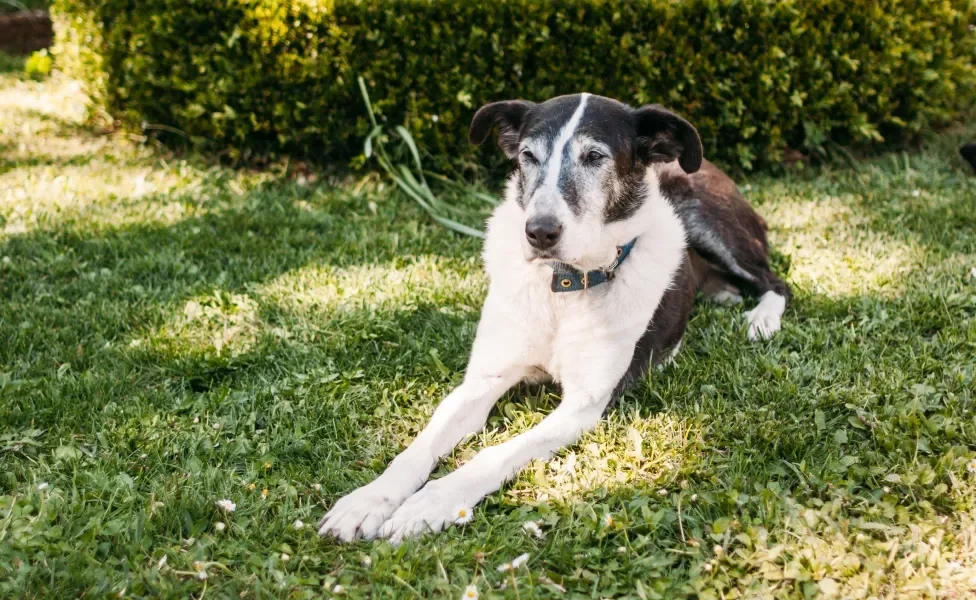 cachorro idoso deitado ao ar livre