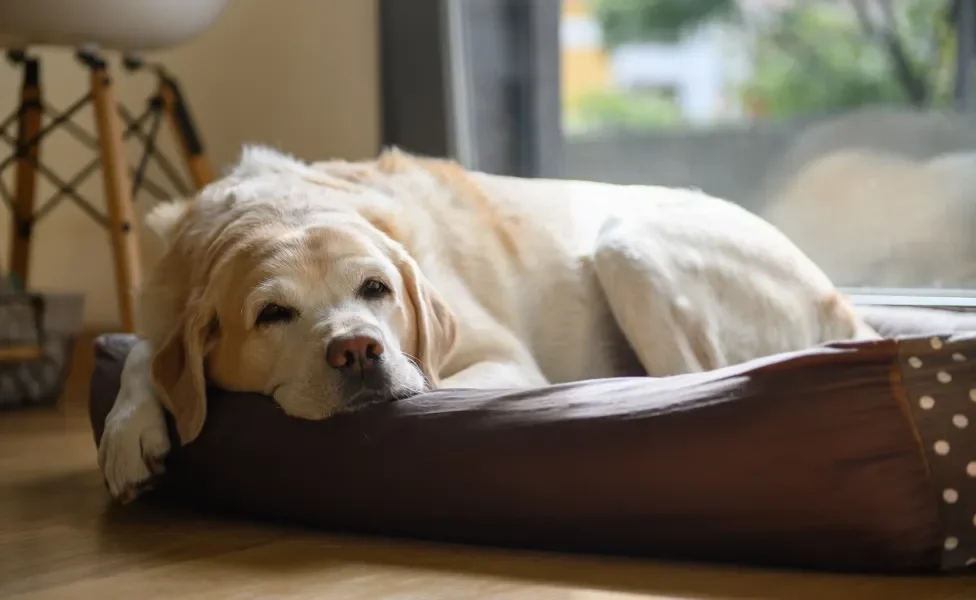 cachorro idoso deitado em cama