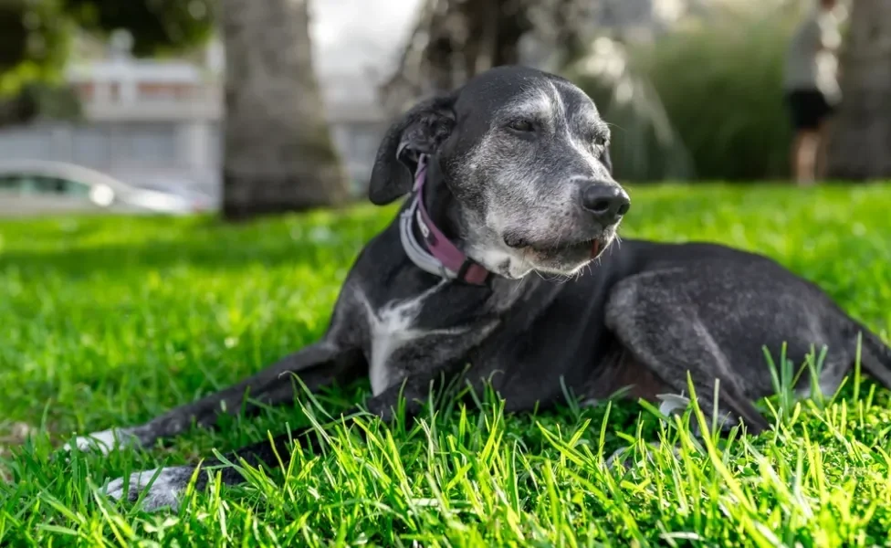 cachorro idoso deitado na grama