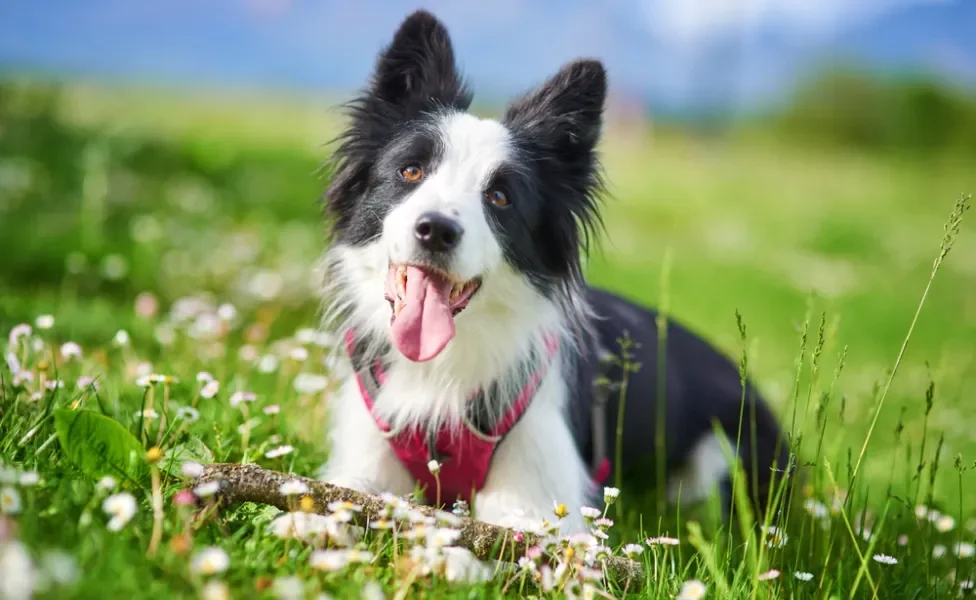 cachorro inteligente: border collie na grama