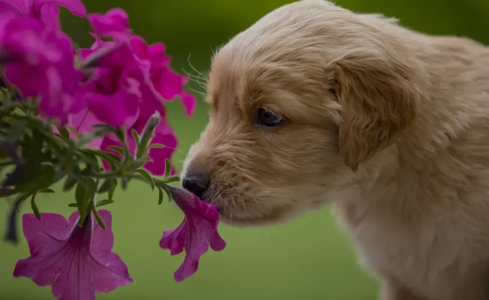 cachorro cheirando planta