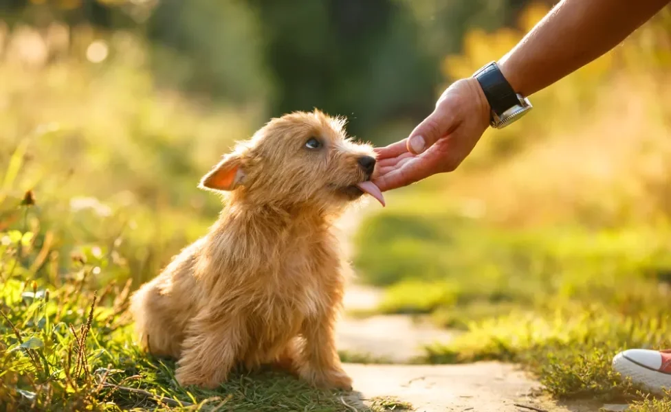 cachorro lambendo mão de homem