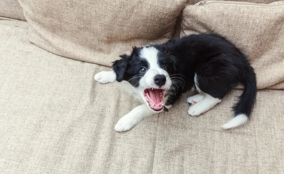 cachorro latindo em casa