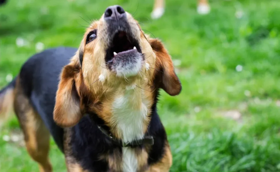 cachorro latindo ao ar livre