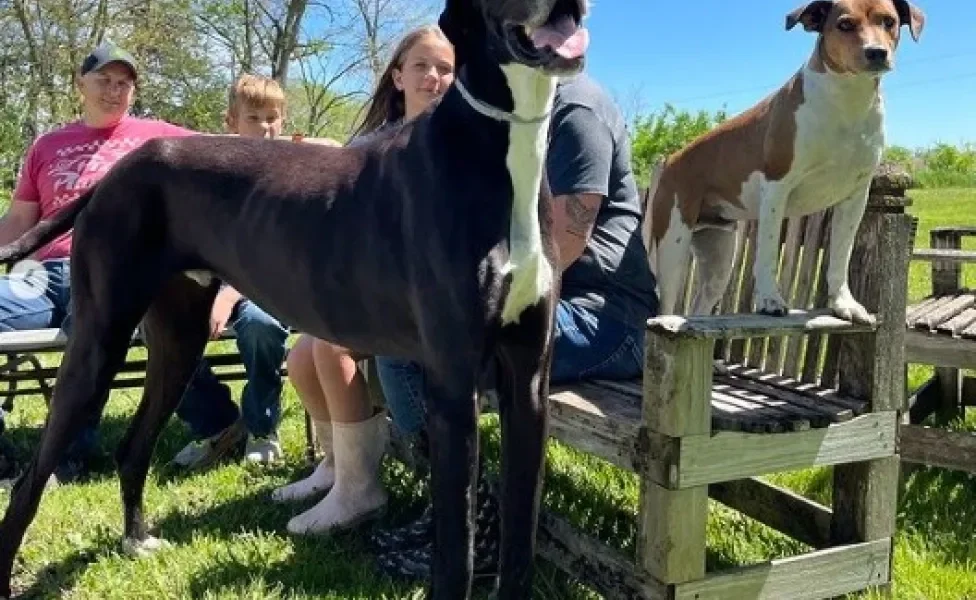 Dogue Alemão em pé ao lado de família e outro cachorro em cima do banco