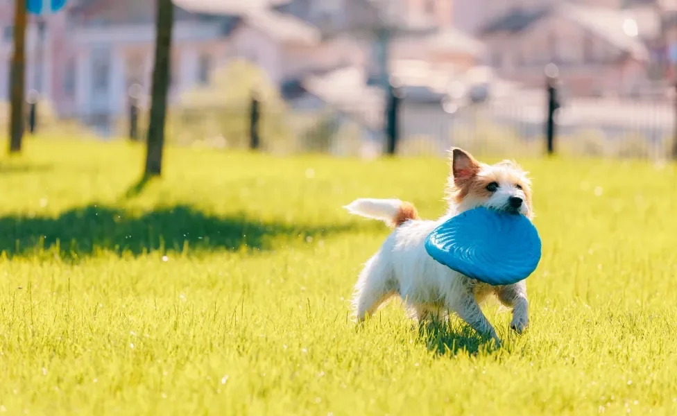 cachorro filhote ao ar livre com disco de brinquedo na boca