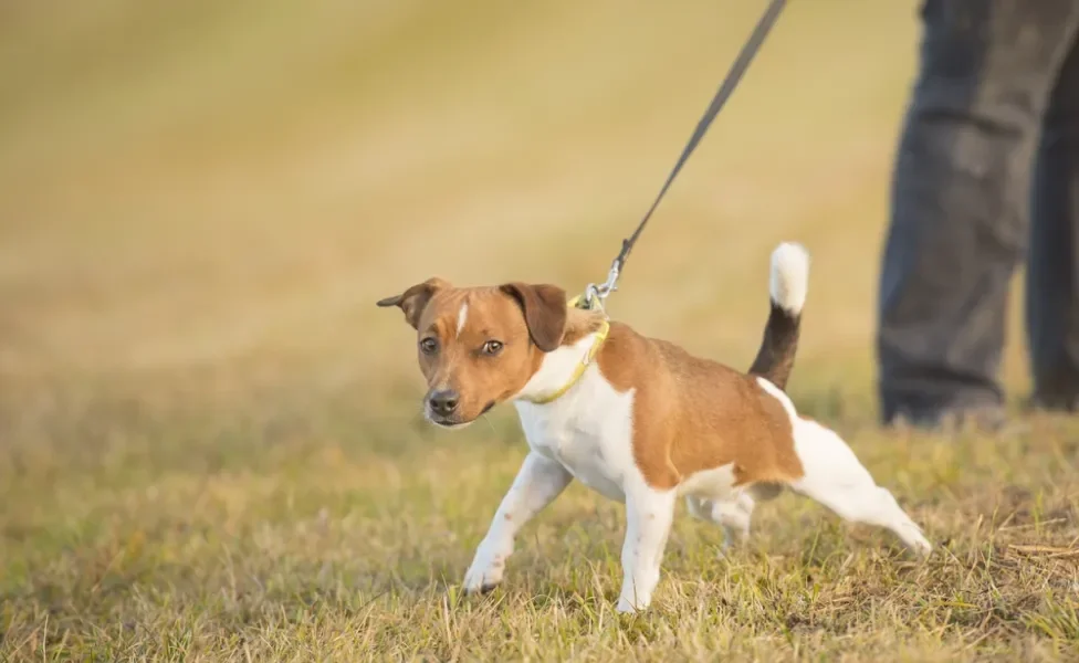 cachorro não gosta de você: cão andando com guia 