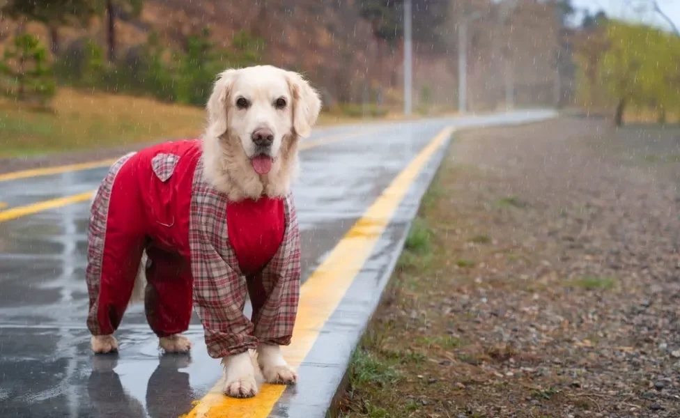 cachorro usando roupa