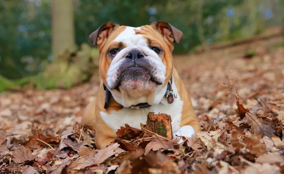 Bulldog Inglês deitado em cima de folhas do outono