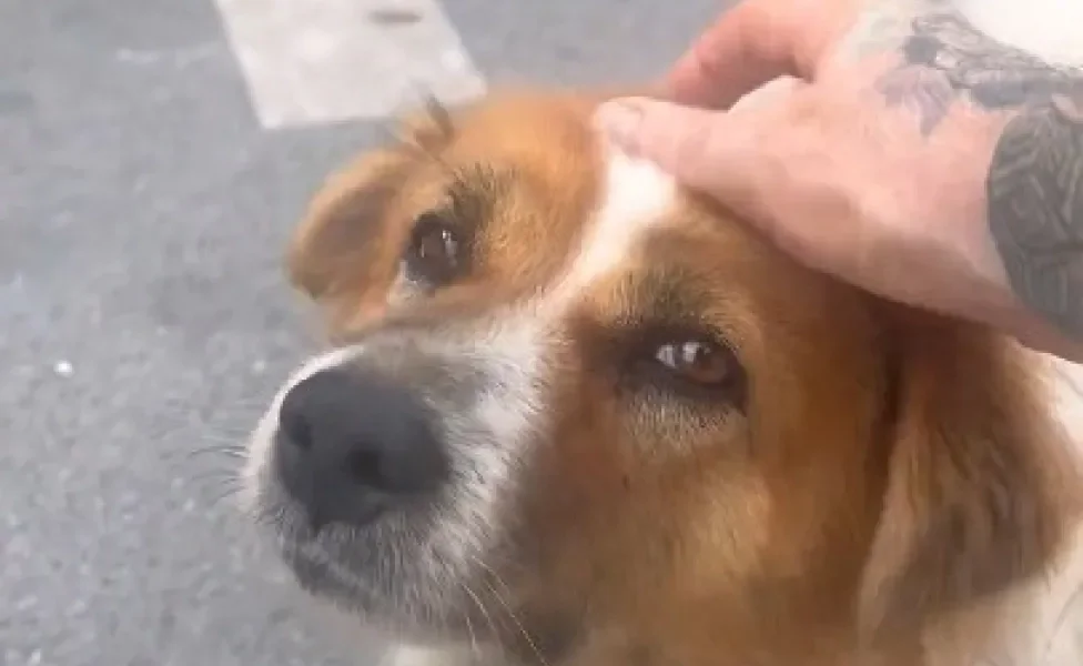 cachorro de rua recebendo carinho na cabeça