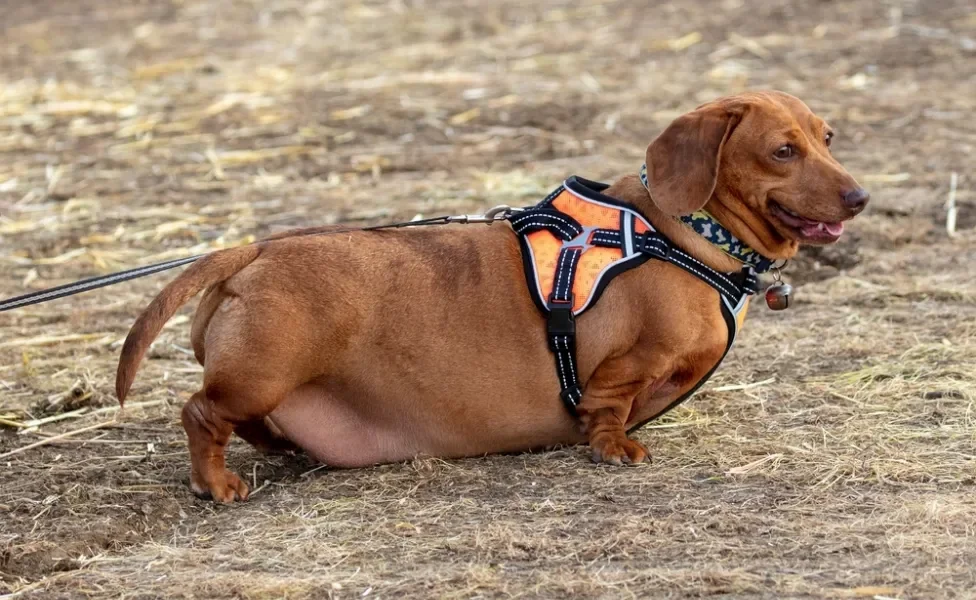 cachorro obeso da raça Dachshund ao ar livre de coleira