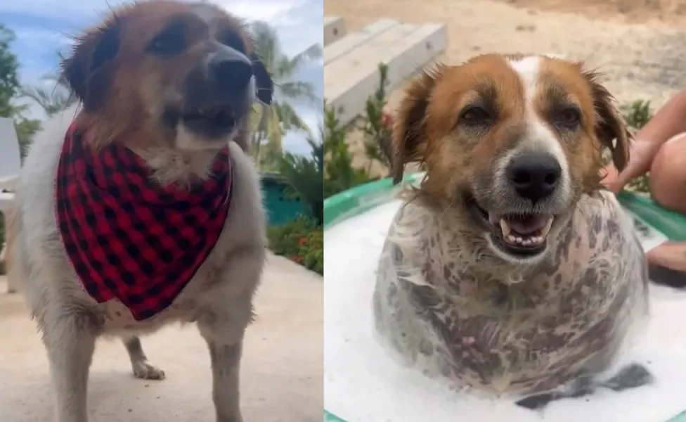 cachorro obeso após tomar banho, usando bandana