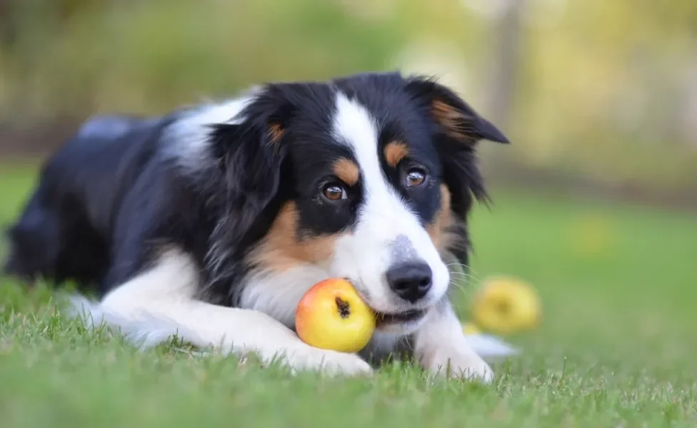 cachorro pode comer maçã: cão comendo maçã no jardim