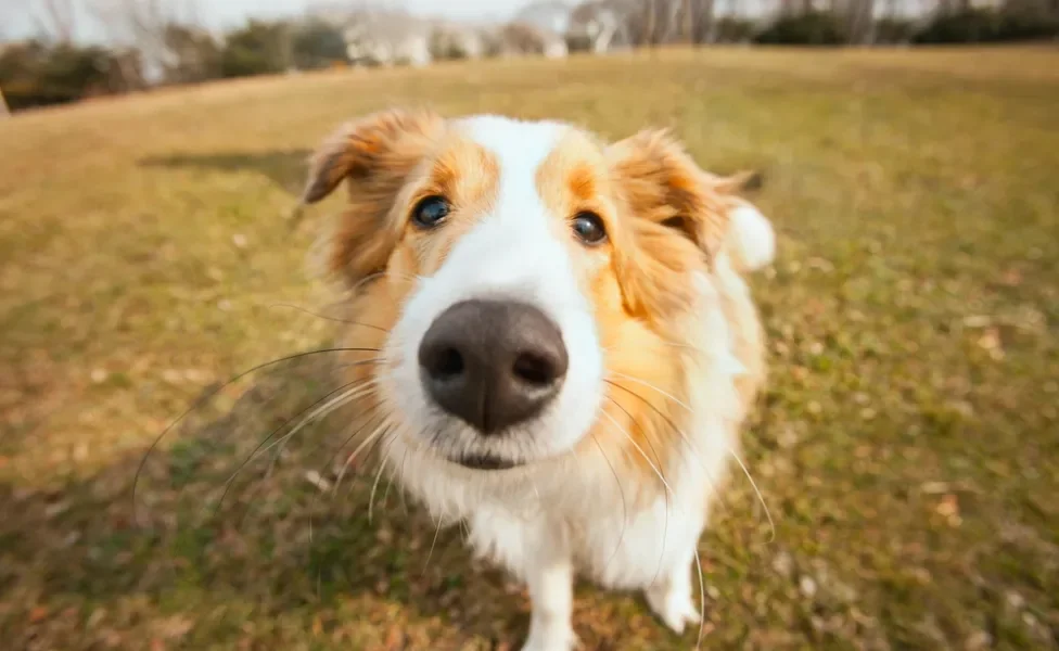 cachorro pode prever coisas: cão olhando para a câmera