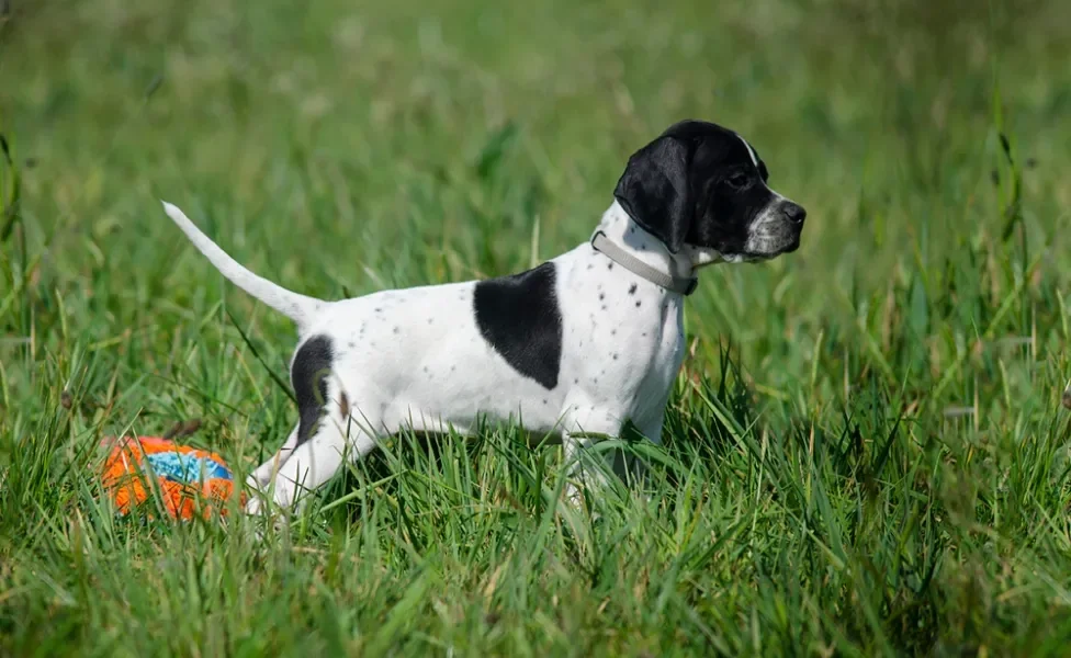 cachorro pointer inglês filhote brincando na grama