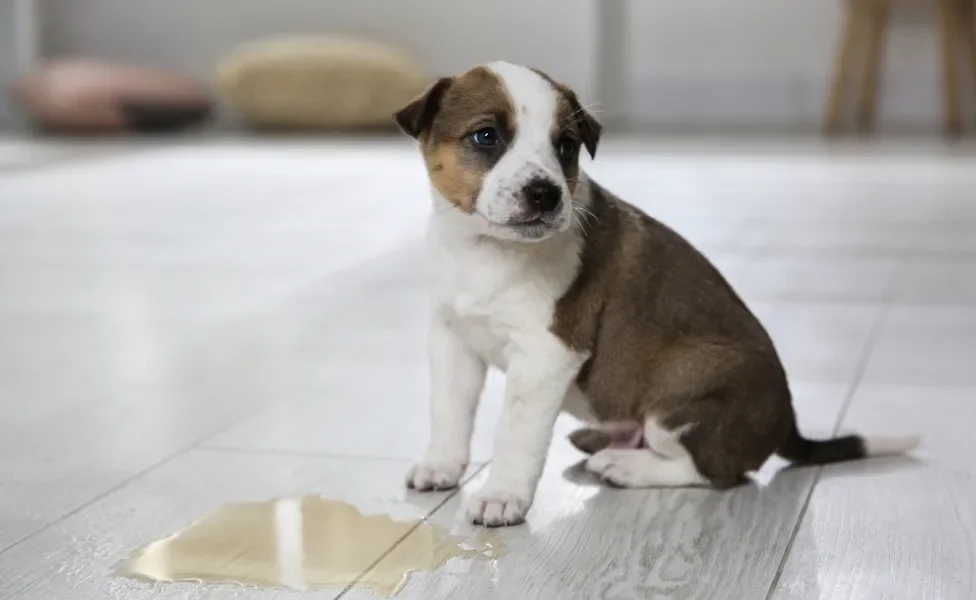 cachorro prendendo urina: cão ao lado de xixi de cachorro