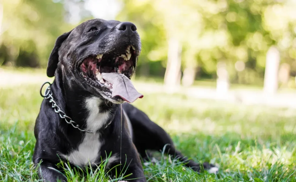 cachorro preto deitado na grama com a boca aberta