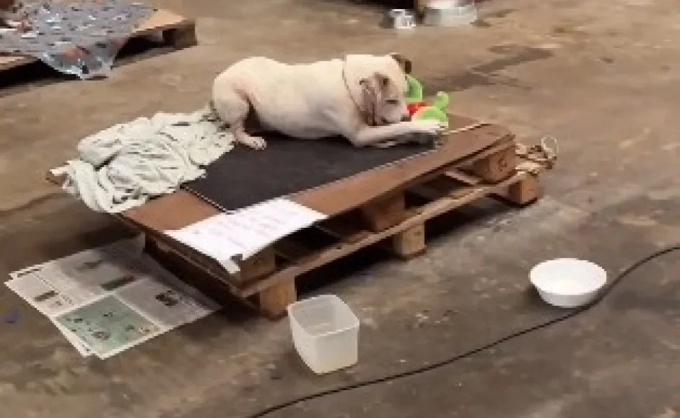 cachorros brincando em abrigo com pelúcia