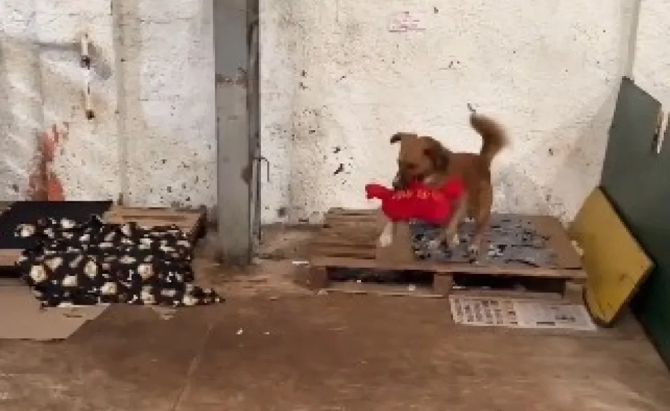 Dois cães brincando com pelúcias para cachorro