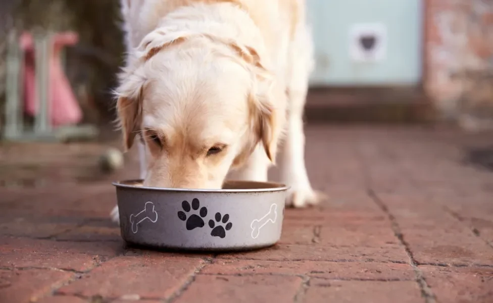 cachorro resgatado da rua comendo ração